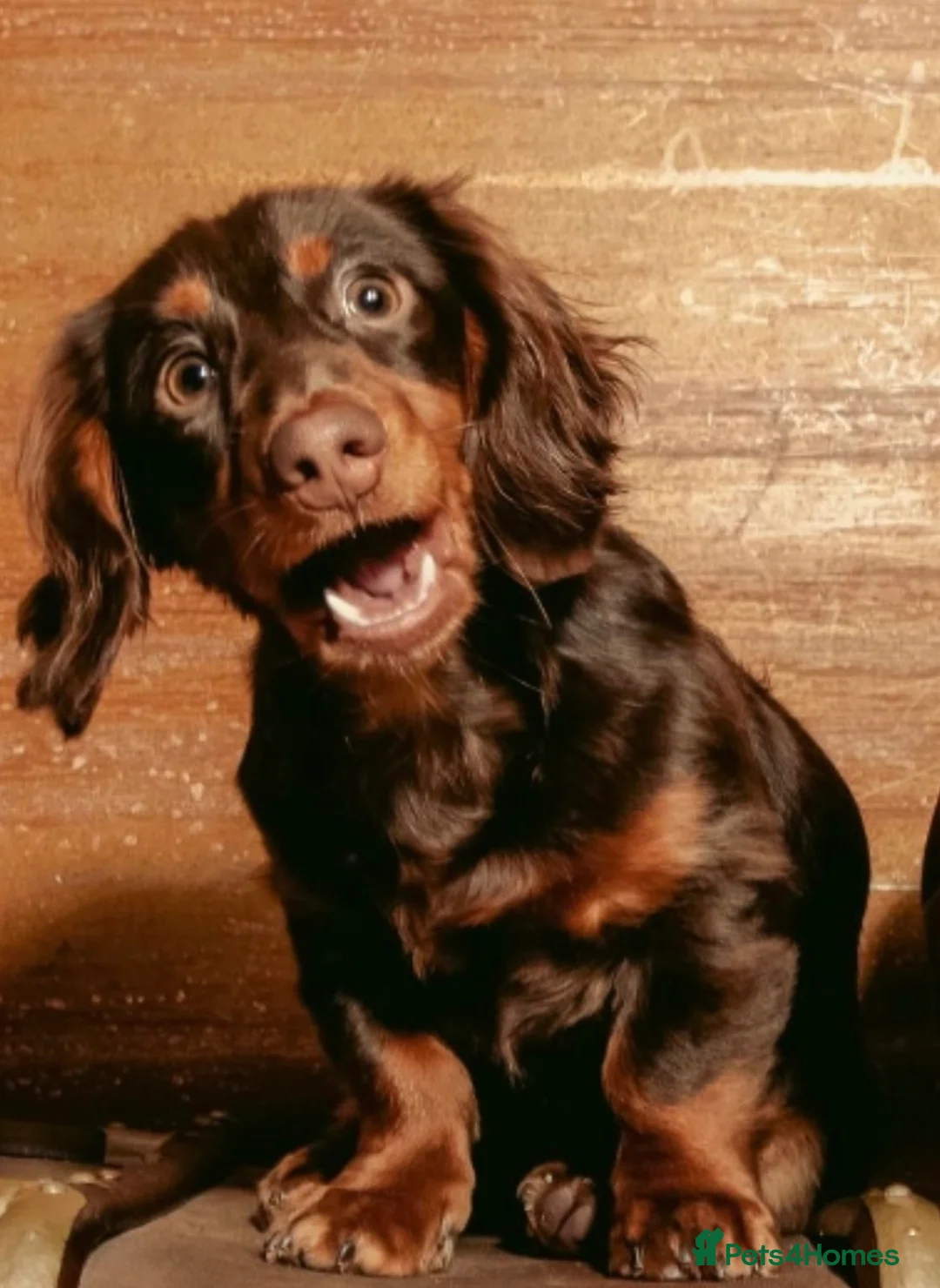 Miniature Dachshund dogs for stud: Rolo the long haired dachshund  in Pentre - Advert 8