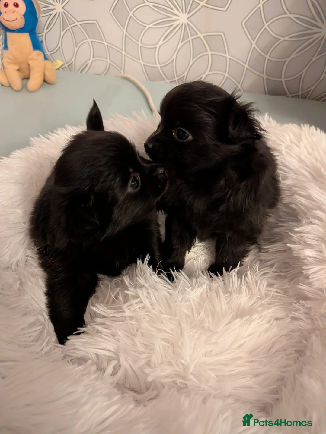 Pomchi dogs for sale: Beautiful Pomchi Puppies Loving 🏠 Reared Litters - Advert 15