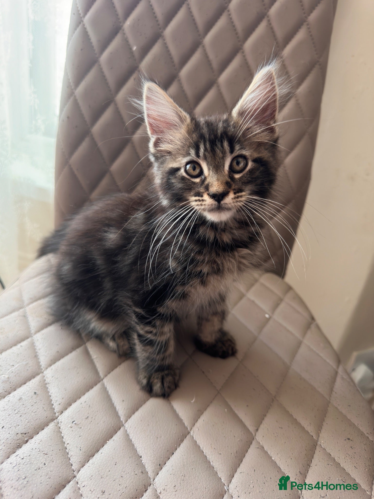 Maine Coon cats 🐾😻Maine Coon 3 kittens remaining😻🐾 - Advert 18