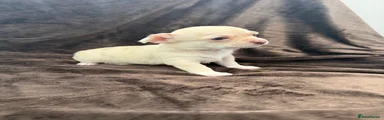 Chihuahua 2