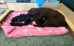 Labrador Retriever dogs for sale: Litter of 9 Labrador puppies for sale  - Image 1