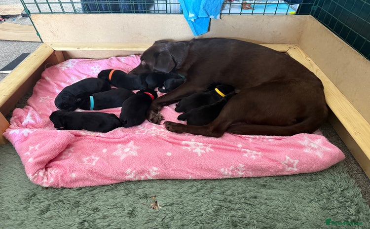 Labrador Retriever dogs - Advert 4