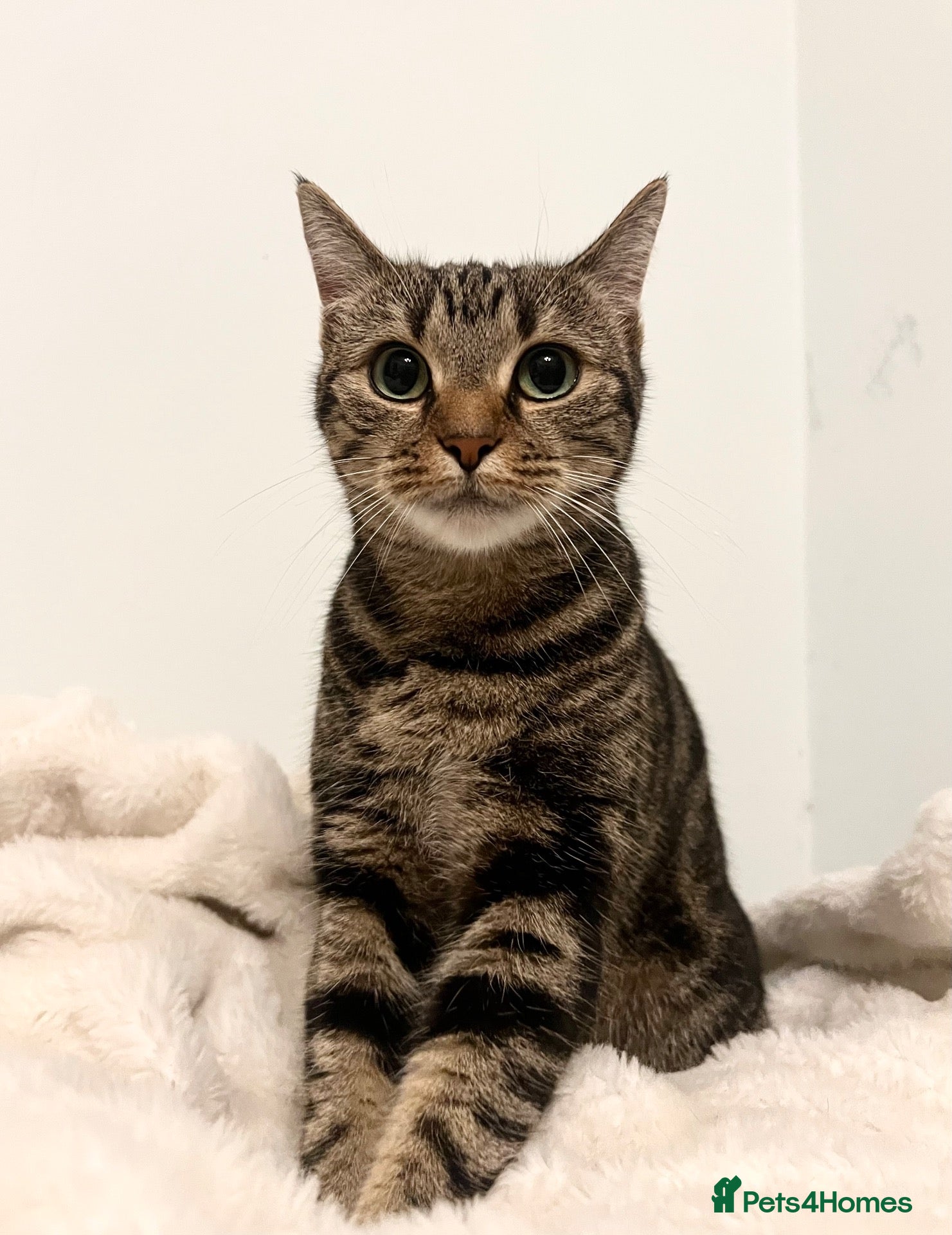 Bengal cats Bengal X British - adult rehome - Advert 2