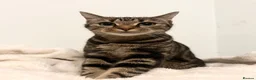 Bengal cats for sale: Bengal X British - adult rehome - Advert 1