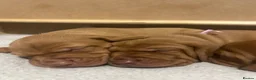 Hungarian Vizsla dogs for sale: Chunky KC Registered Hungarian Vizsla Puppies in Littleborough - Advert 6