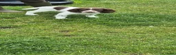English Springer Spaniel dogs for sale: 2 kc regestered springer pups  - Advert 9