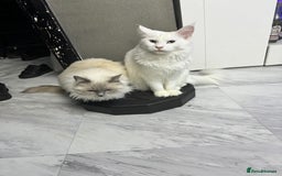 Maine Coon cats for sale: 😻😻beautiful Maine coone 👑👑😻♥️♥️ - Image 15