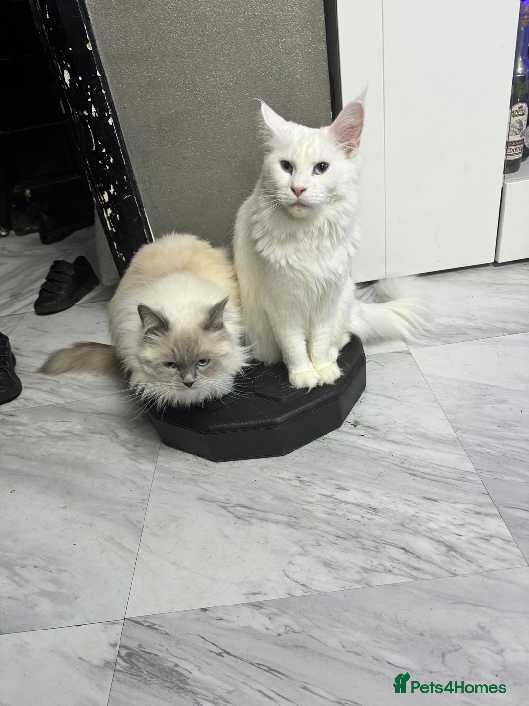 Maine Coon cats for sale: 😻😻beautiful Maine coone 👑👑😻♥️♥️ - Image 15