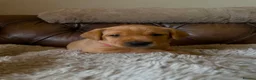 Labrador Retriever dogs for sale: Fox red Labradors puppy  in Yelverton - Advert 24