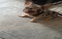 French Bulldog dogs for sale: Pedagree & KC registered French bulldog - Image 3