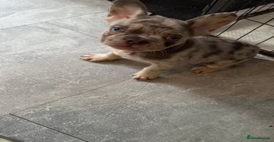 French Bulldog dogs - Advert 2