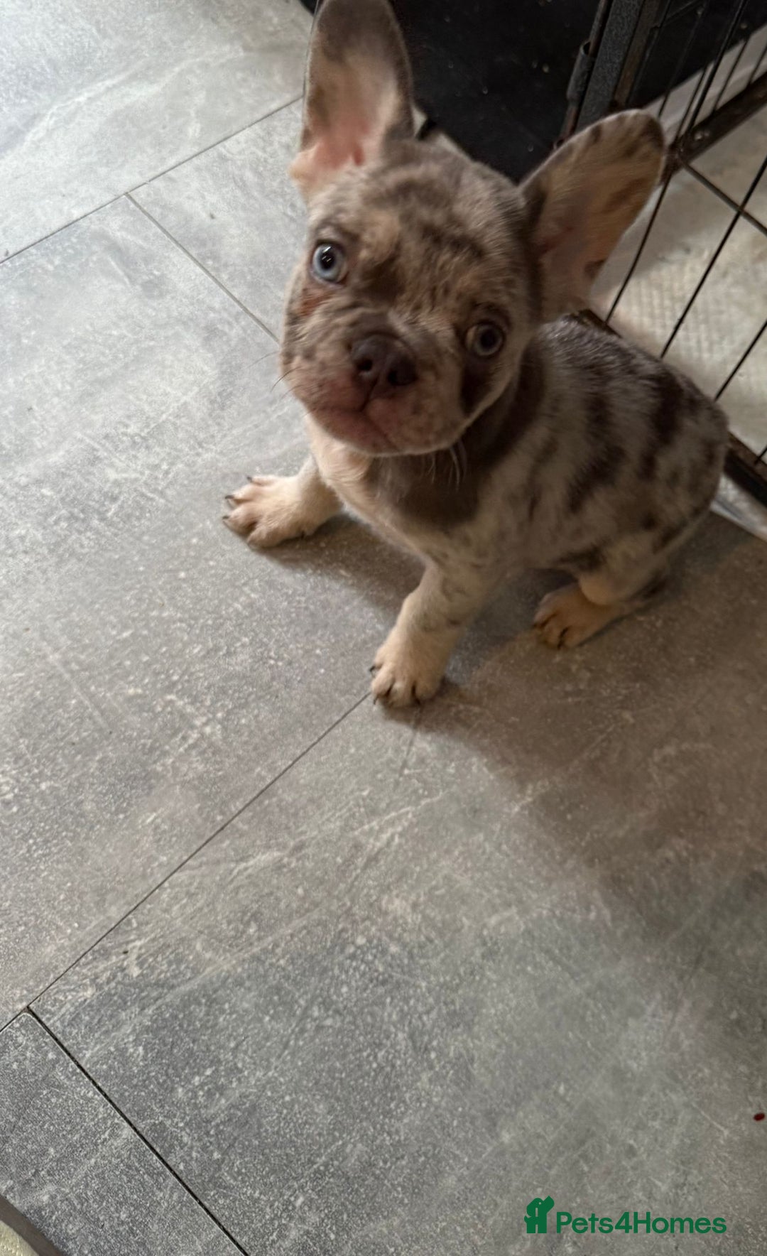 French Bulldog dogs for sale: Pedagree & KC registered French bulldog - Image 3