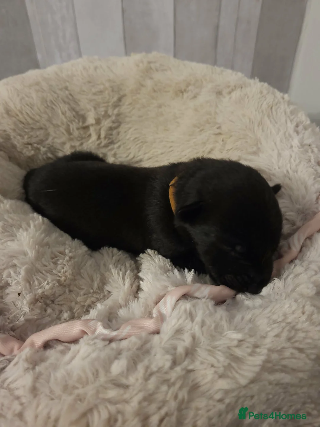 Belgian Shepherd Dog dogs for sale: Top quality Malinois puppies protectioning line - Advert 16