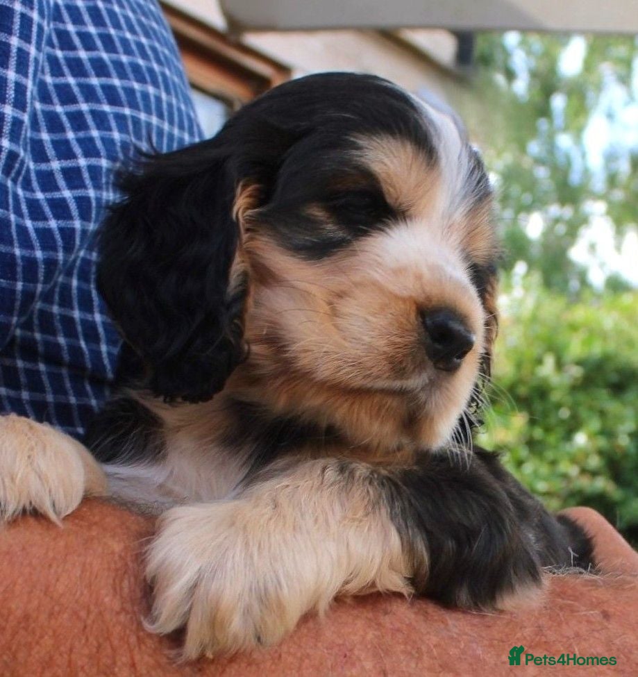 Cocker Spaniel dogs KC  Registered Show Cocker Spaniels - Advert 1