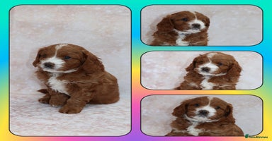 Cavapoo dogs - Advert 8