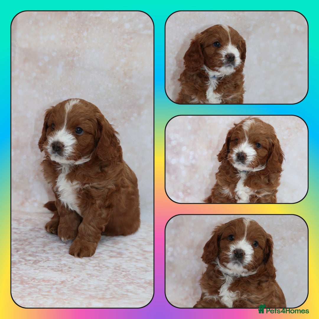 Cavapoo dogs for sale: Cavapoo  - Image 3