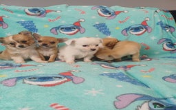 Chihuahua dogs for sale: Tiny adorable chihuahua pups 🐶  - Image 3