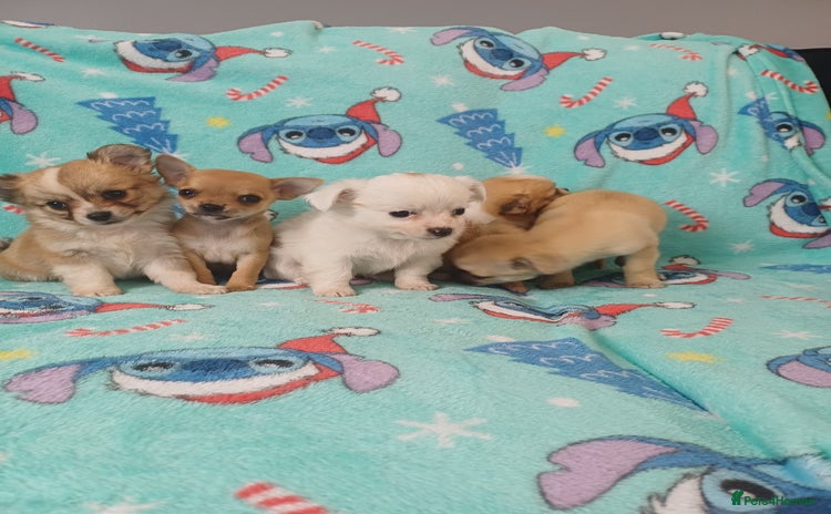 Chihuahua dogs - Advert 2