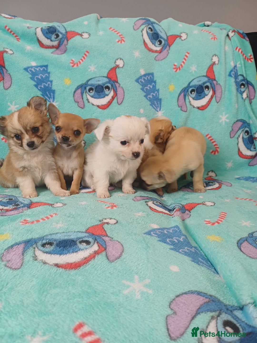 Chihuahua dogs for sale: Tiny adorable chihuahua pups 🐶  - Image 3
