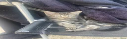Brazilian Shorthair cats for sale: 3 Gorgeous Kittens  - Advert 13