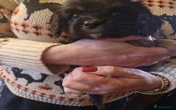 Cavalier King Charles Spaniel dogs for sale: KC Cavalier King Charles ÐNA tested parents  - Image 9