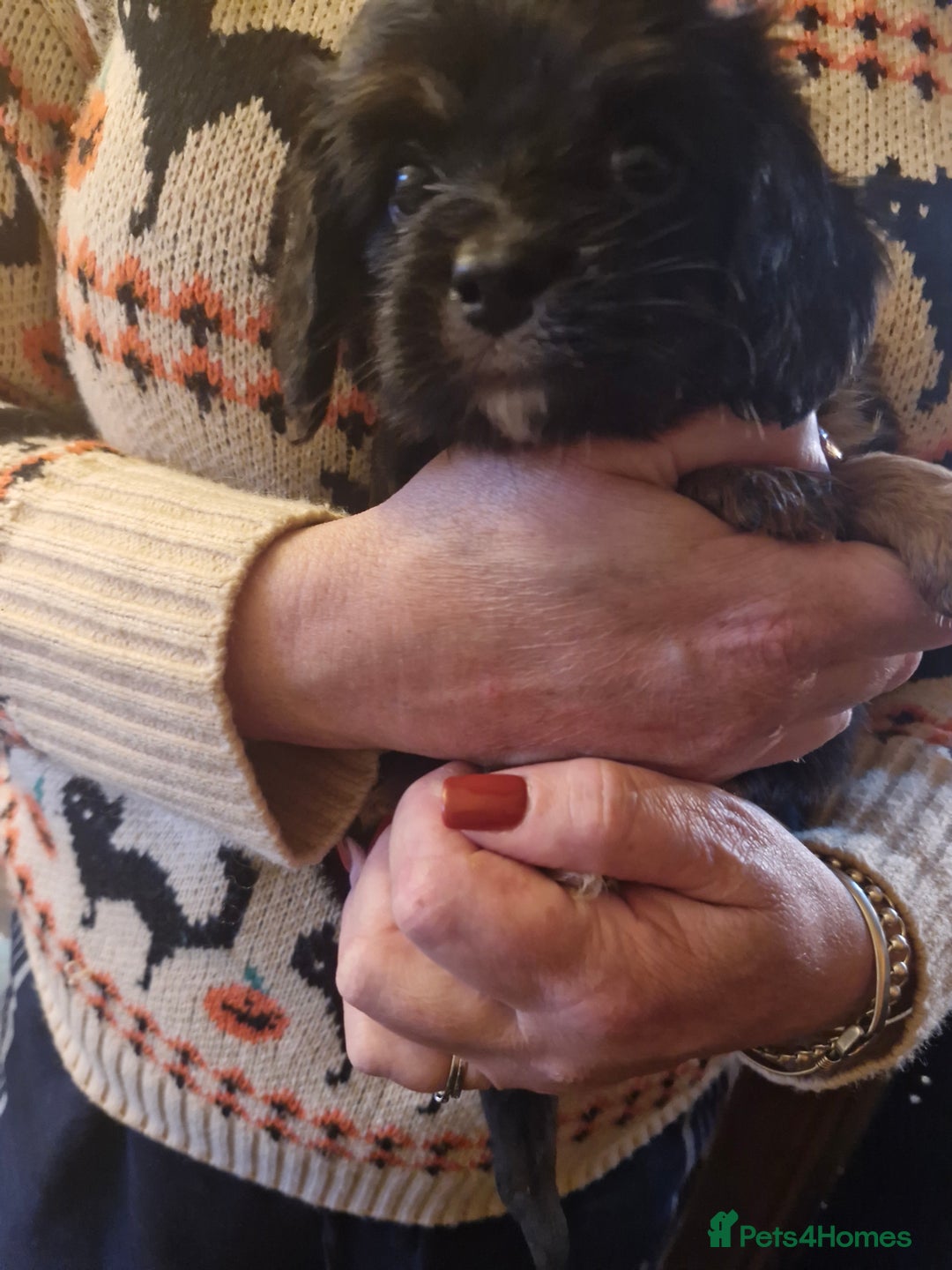 Cavalier King Charles Spaniel dogs for sale: KC Cavalier King Charles ÐNA tested parents  - Image 9