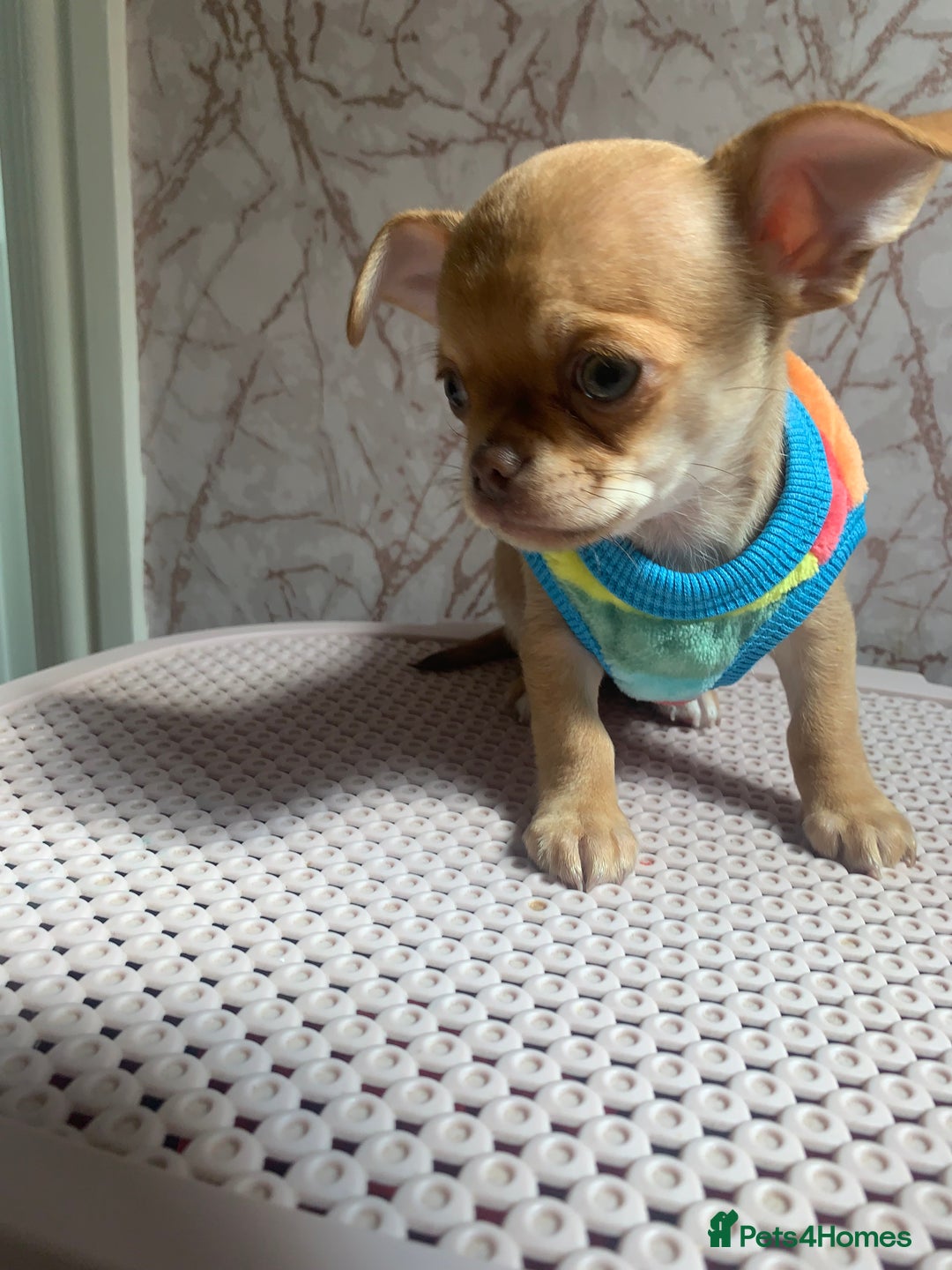Chihuahua dogs for stud: My handsome boy for stud russian import in Durham - Advert 17