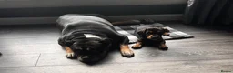 Mixed Breed dogs for sale: Gorgeous 1yr old male dachshund for sale in Aberdeen - Advert 4