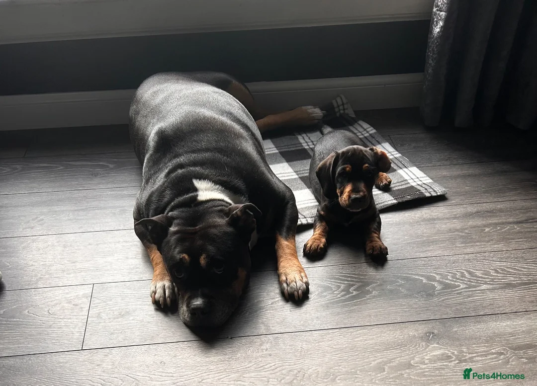 Mixed Breed dogs for sale: Gorgeous 1yr old male dachshund for sale in Aberdeen - Advert 4