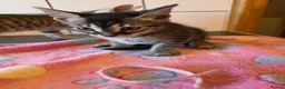 Bengal cats for sale: Bengal charcoal silver kittens from snow linx  - Advert 28