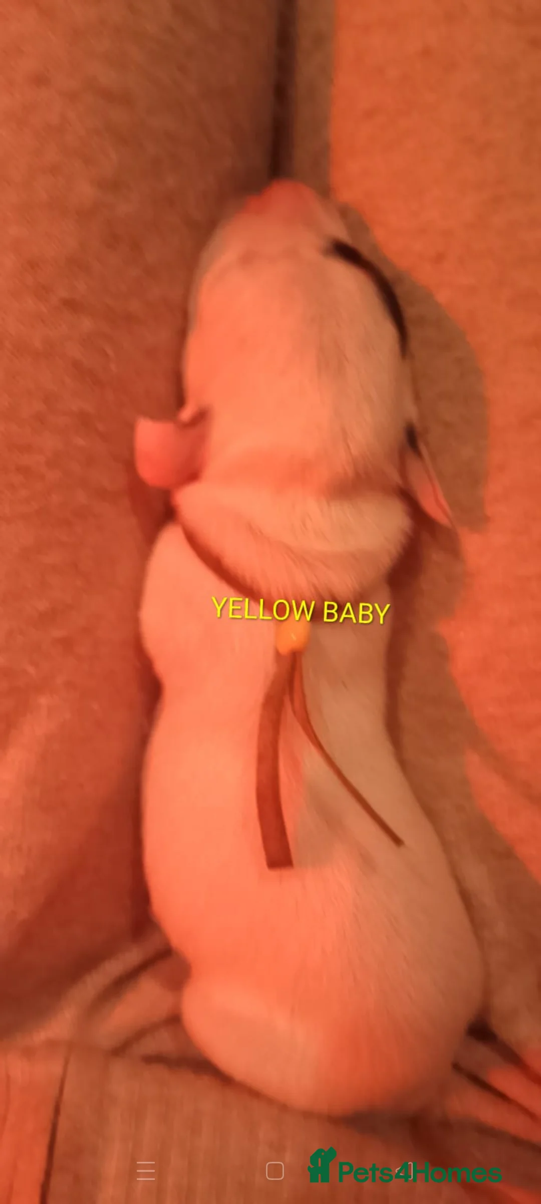 Dalmatian dogs for sale: Dalmatian puppies for sale - Advert 24