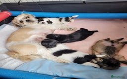 Shih Tzu dogs for sale: Beautiful Shih Tzu Puppies - Image 14