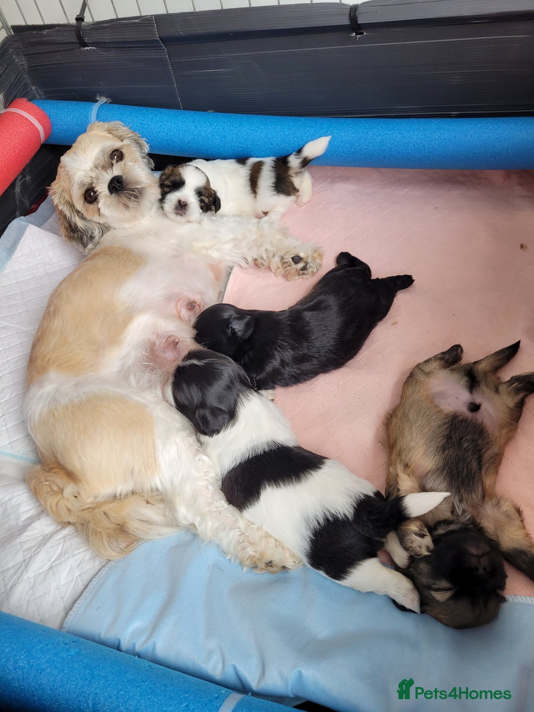 Shih Tzu dogs for sale: Beautiful Shih Tzu Puppies - Image 14