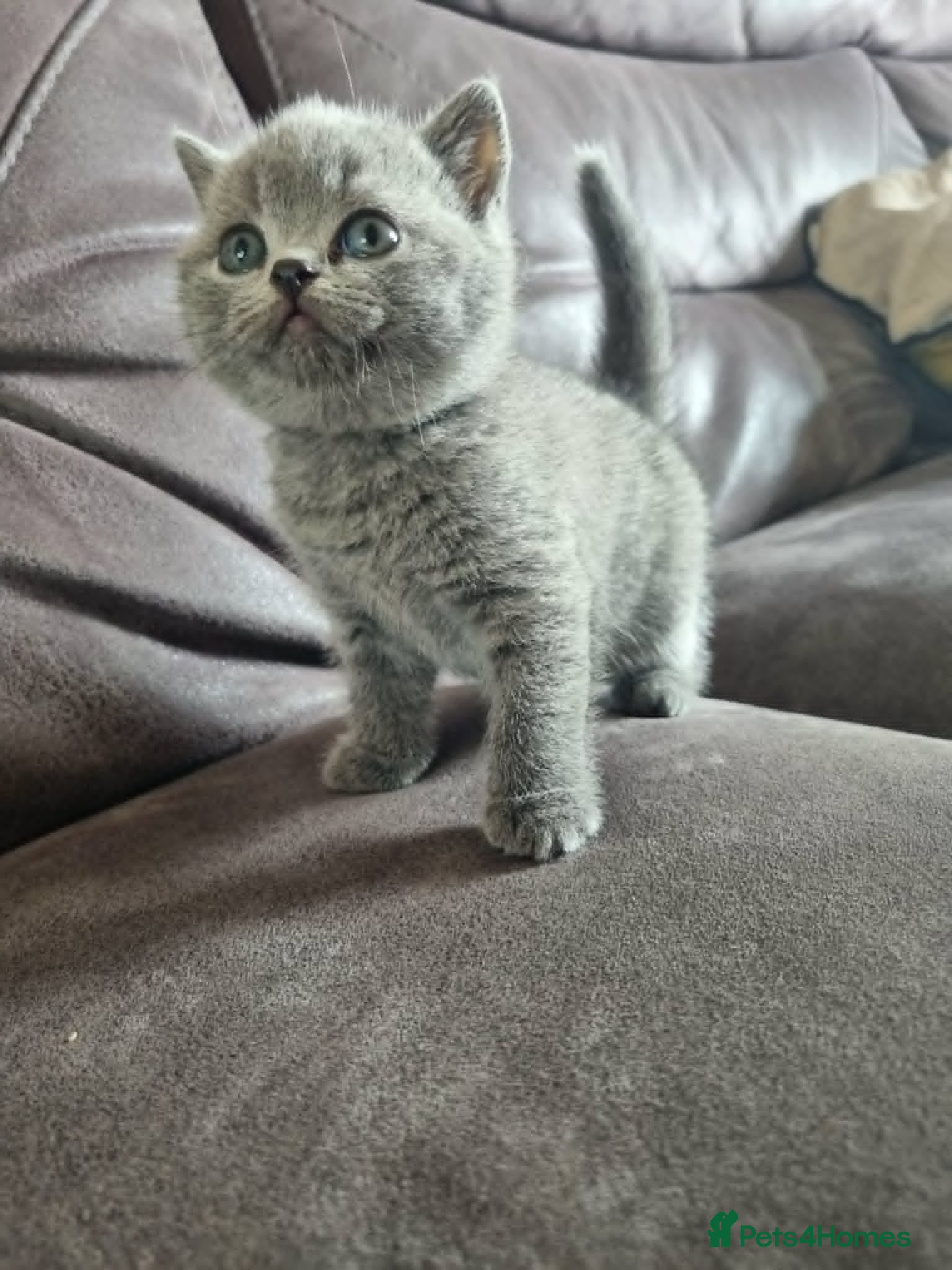 British Shorthair cats for sale: Stunning little girl - Advert 5