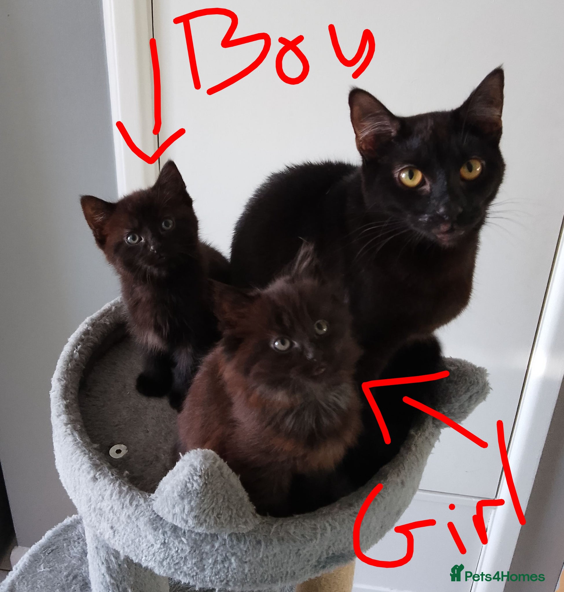 Mixed Breed cats 2 Lovely mixed breed part Ragdoll kittens  - Advert 19