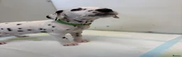 Dalmatian dogs for sale: Dalmatian puppies - Advert 17