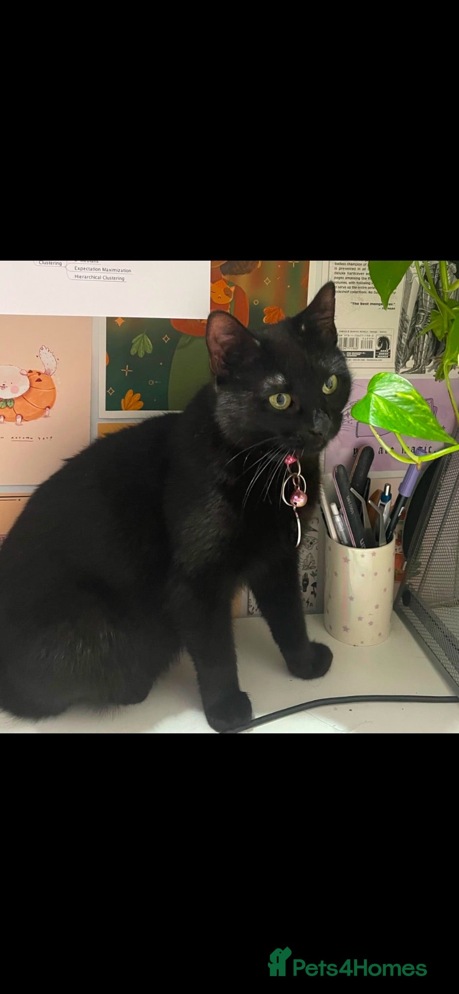 Domestic Shorthair cats Black Kittens For Sale  - Advert 1