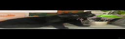 Domestic Shorthair cats for sale: Black Kittens For Sale  - Advert 1