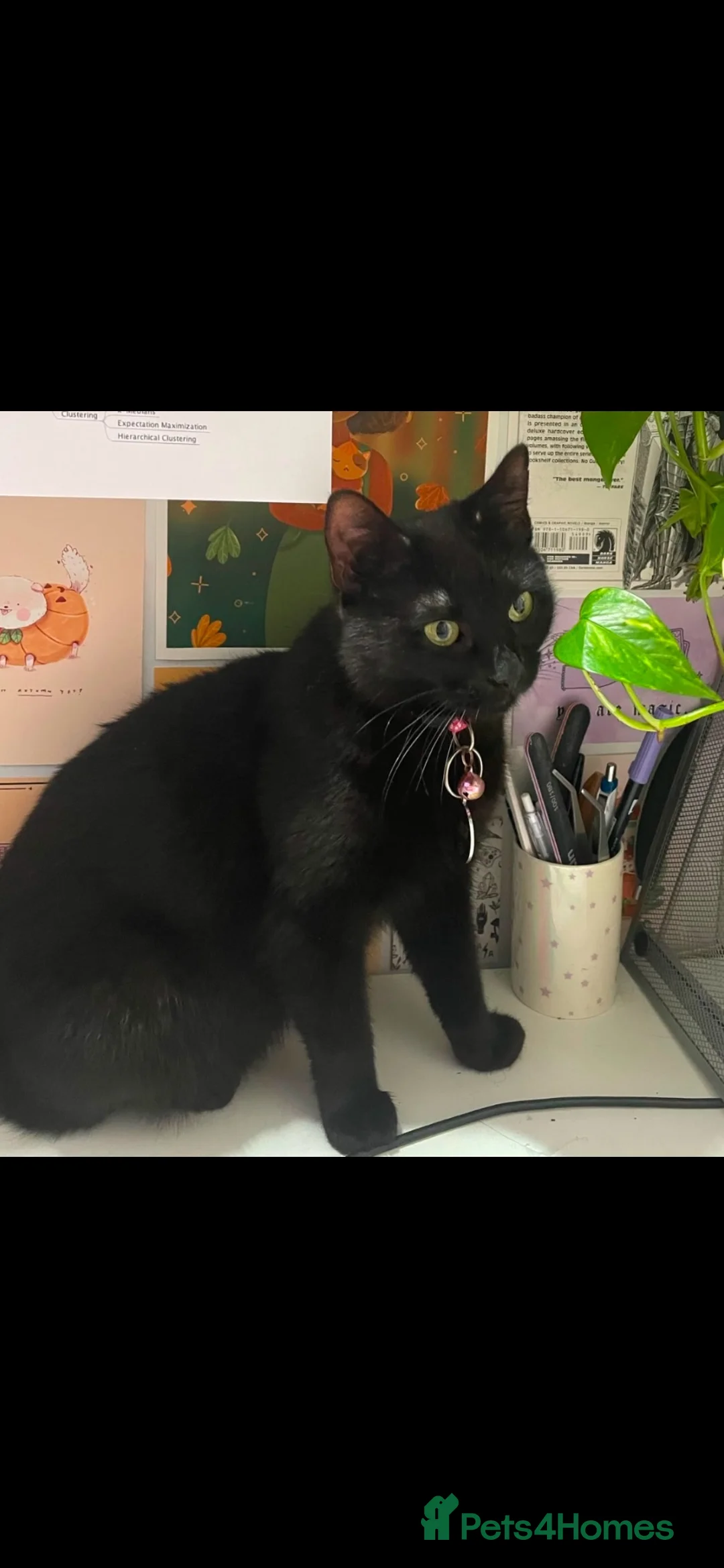 Domestic Shorthair cats for sale: Black Kittens For Sale  - Advert 1