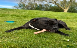 Mixed Breed dogs for stud: STAFFORDSHIRE BULL TERRIER MIX FOR STUD - Image 6