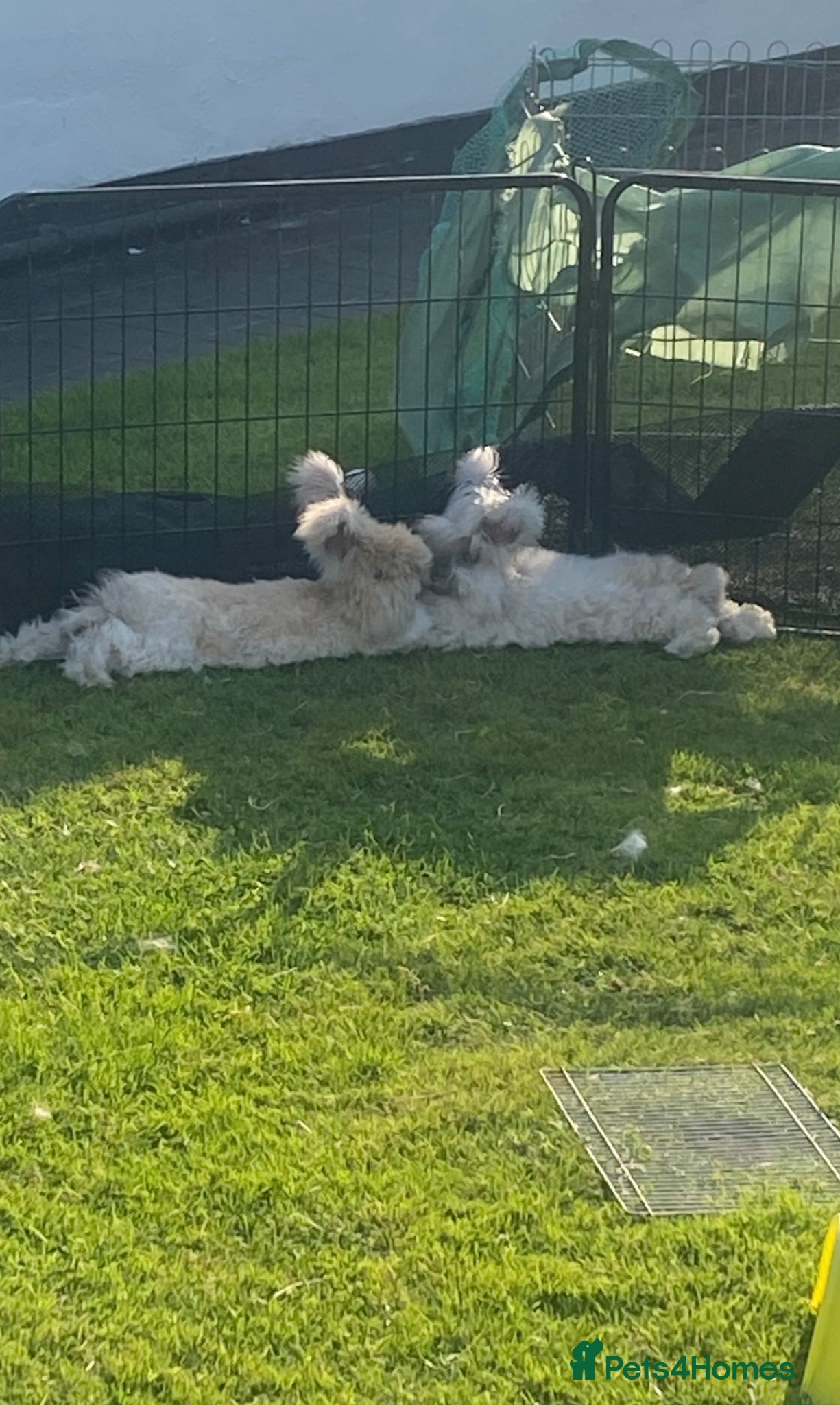Angora rabbits Pure bred Angora bunnies £195 - Advert 4