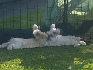 Angora rabbits Pure bred Angora bunnies £195 - Advert 4