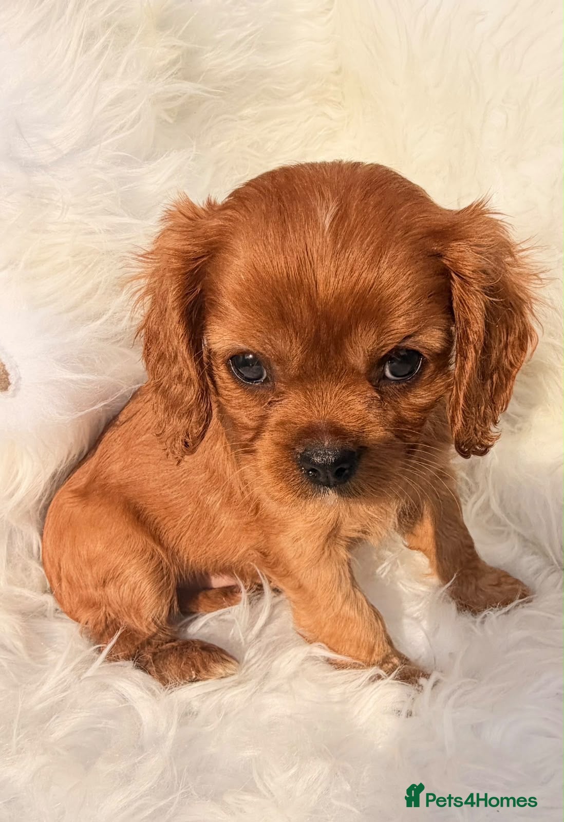 Cavalier King Charles Spaniel dogs 💙 Health Tested Cavalier Boys💙 - Advert 2