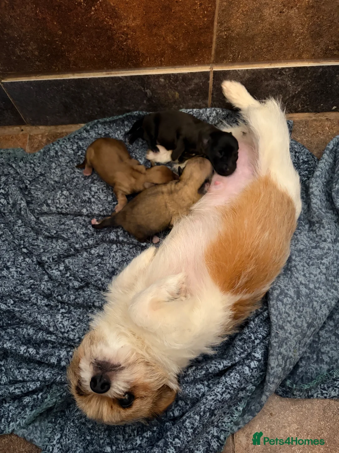 Mixed Breed dogs for sale: Tiny litter of mix dachshund  - Advert 1