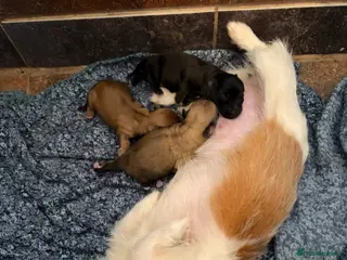 Mixed Breed dogs Tiny litter of mix dachshund - Advert 2