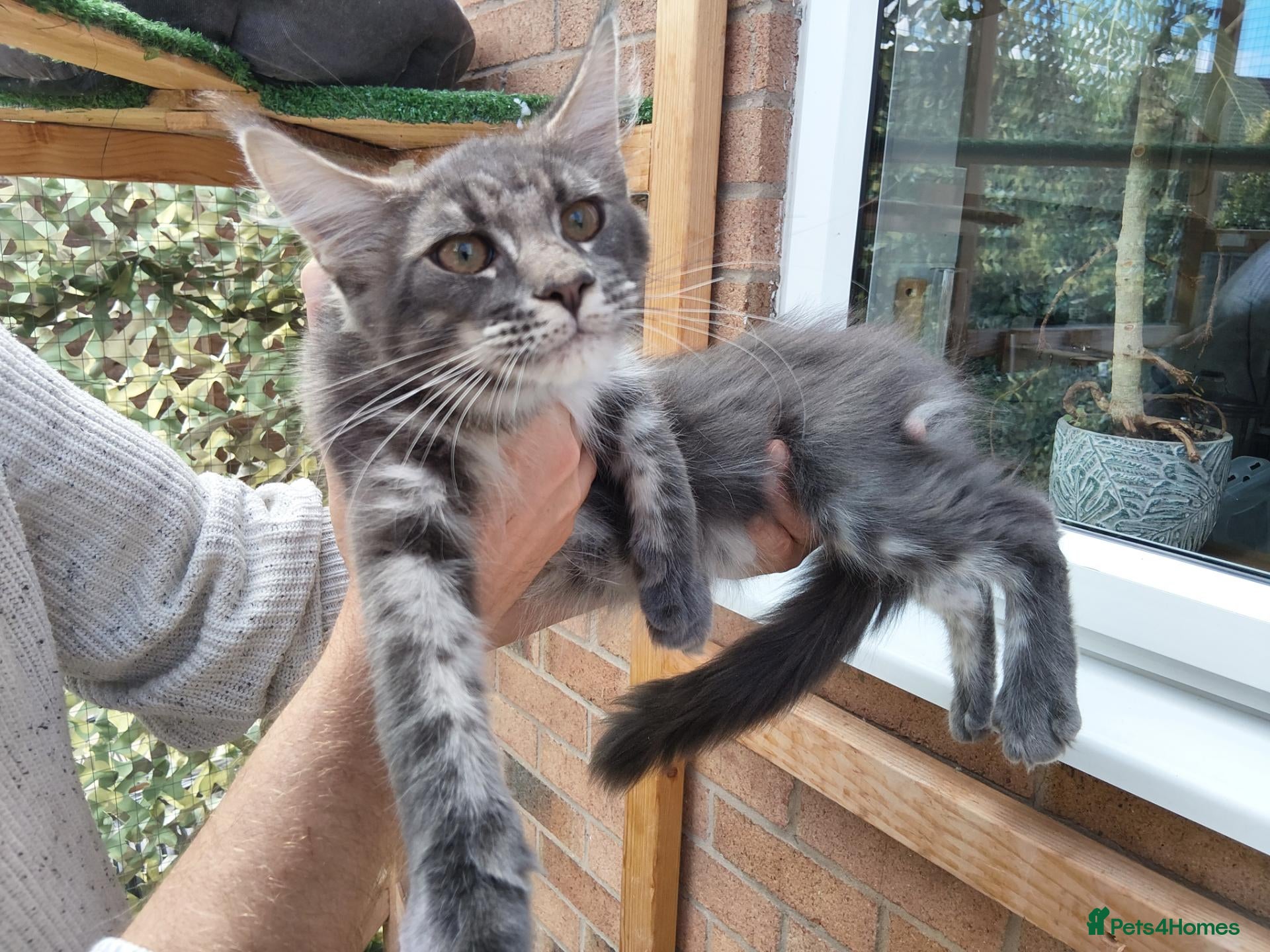 Maine Coon cats READY FOR COLLECTION  TICA registered kittens - Advert 1