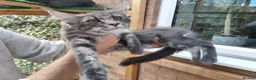 Maine Coon cats for sale: READY FOR COLLECTION  TICA registered kittens - Advert 8