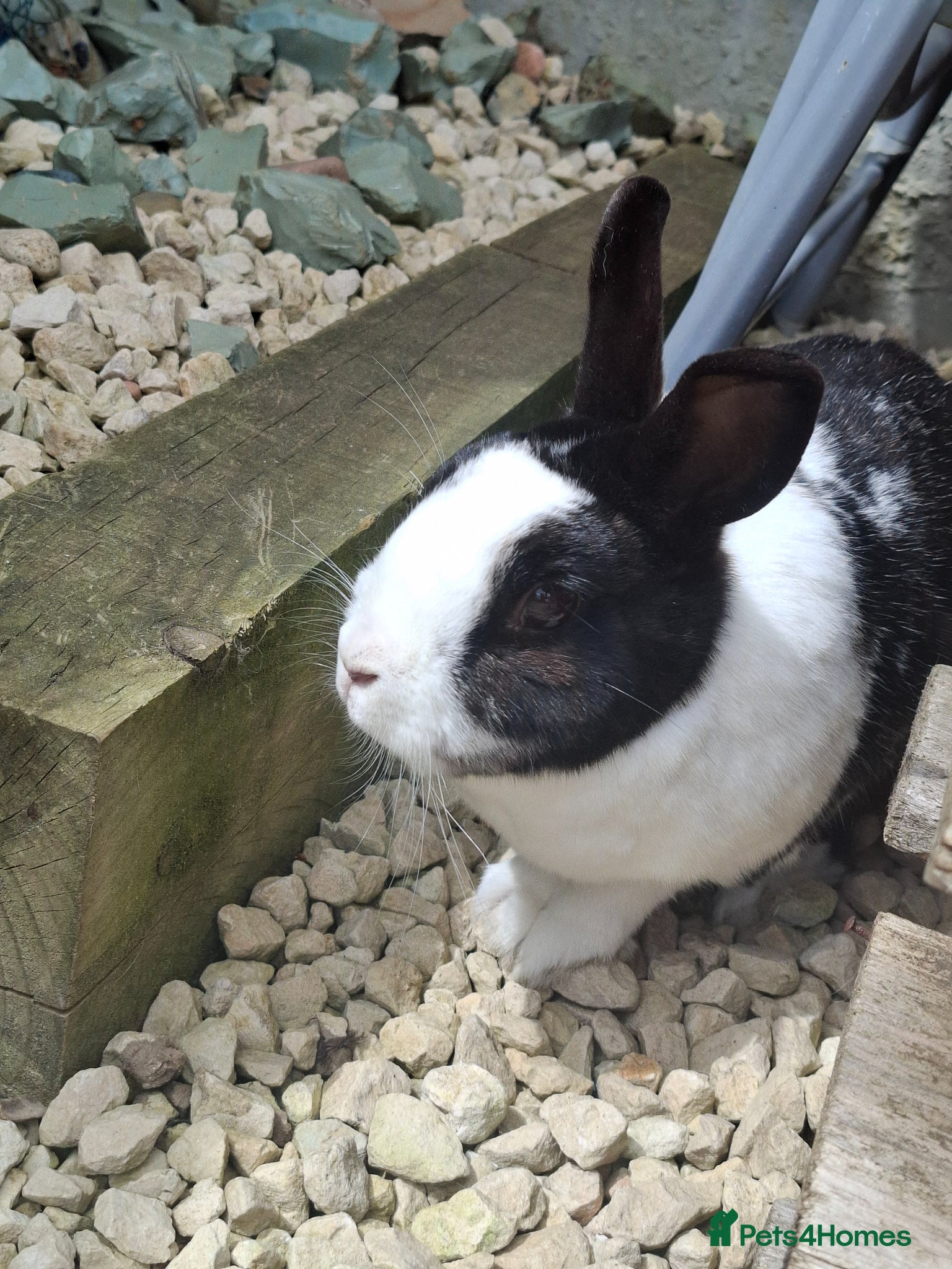 Netherland Dwarf rabbits for sale: Klompje (M) & Sapheiri (F) bonded couple. 7-8yrs in Bury Saint Edmunds - Advert 5