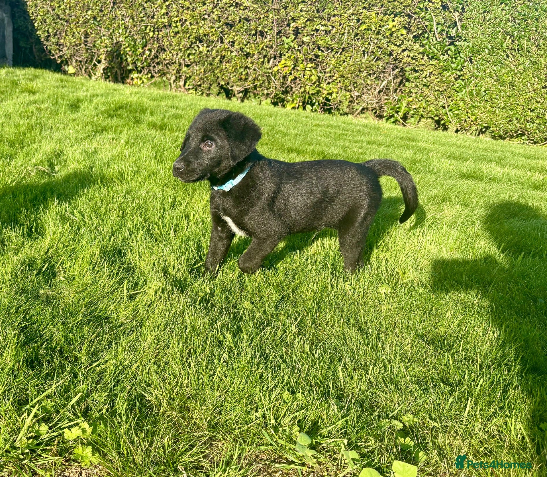 Borador dogs 2 Male Borador Puppies - Advert 1