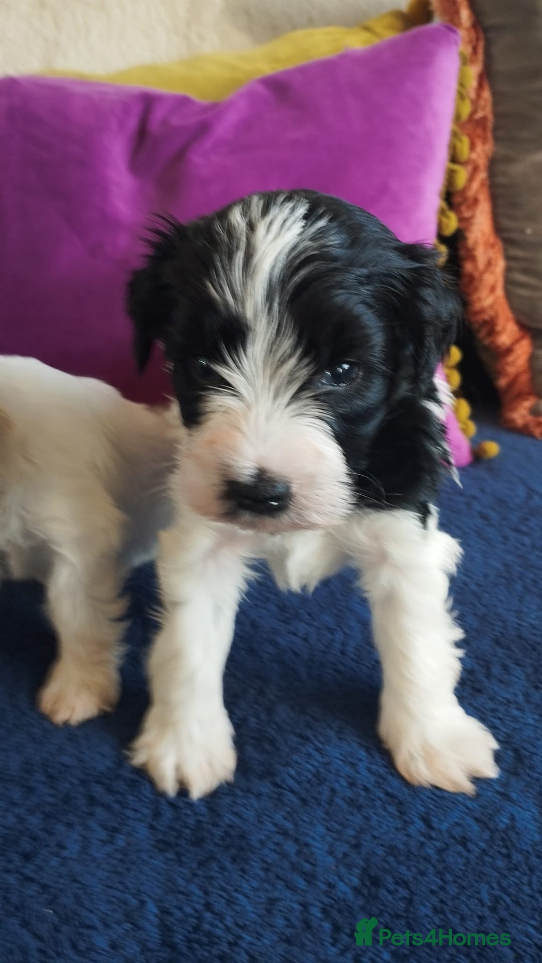Miniature Schnauzer dogs for sale: LAST BOY - Miniature Schnauzer  - Advert 6